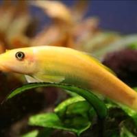 Gyrinocheilus aymonieri (mangia alghe)