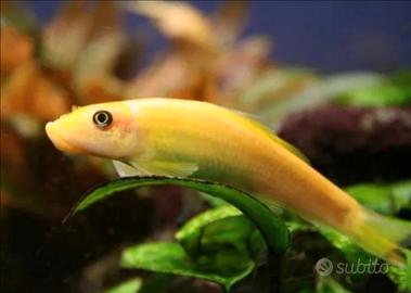 Gyrinocheilus aymonieri (mangia alghe)