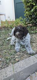 Lagotto vendita