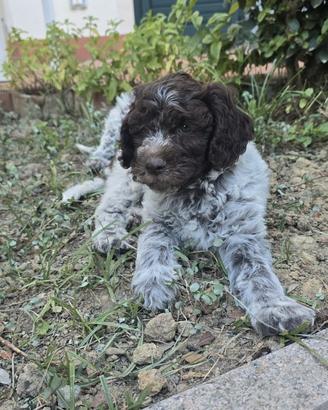 Lagotto vendita