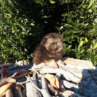 Cucciolini spitz Volpino di pomerania nano