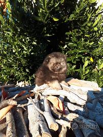 Cucciolini spitz Volpino di pomerania nano