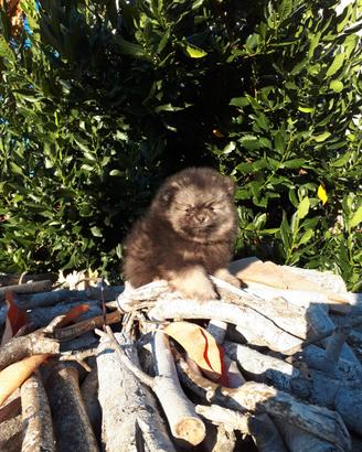 Cucciolini spitz Volpino di pomerania nano