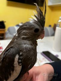 Calopsite allevati a mano