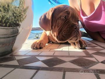 Dogue de Bordeaux Maschio Pedigree Enci