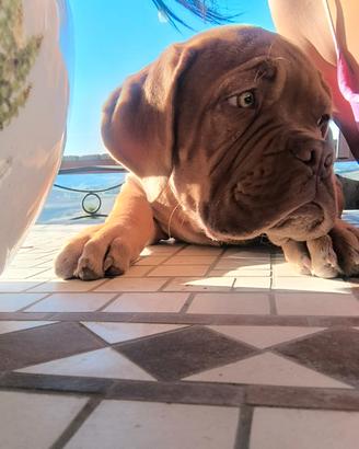 Dogue de Bordeaux Maschio Pedigree Enci