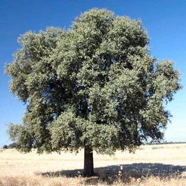 🌳 Leccio (Quercus Ilex) - Pianta Sempreverde