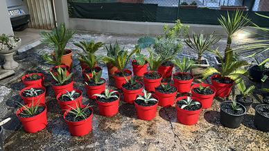 Agave bracteosa | PIANTE GRASSE SUCCULENTE CACTUS