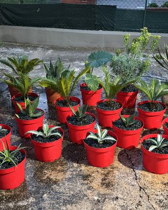 Agave bracteosa | PIANTE GRASSE SUCCULENTE CACTUS