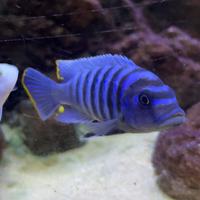 Metriaclima Zebra Nkhata Bay