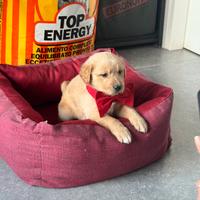Goldendor cuccioli