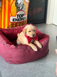 Goldendor cuccioli