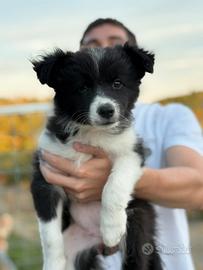 Border collie