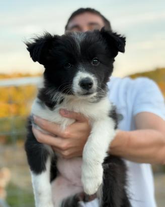 Border collie
