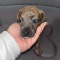 Cani taglia piccolo media