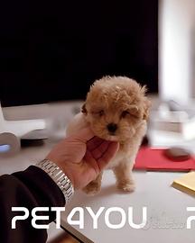 Cuccioli di barboncino e maltipoo