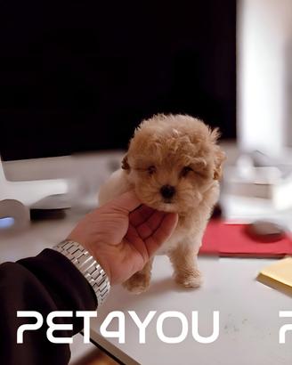 Cuccioli di barboncino e maltipoo