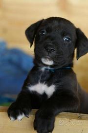 Cuccioli Labrador/amstaff