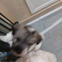 Cuccioli di coton de tulear