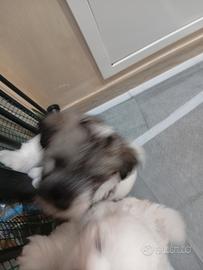 Cuccioli di coton de tulear