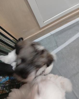 Cuccioli di coton de tulear