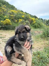 Cucciolo pastore tedesco
