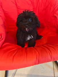 Maltipoo maschio nero 5 mesi
