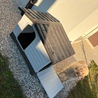 Cuccia per cani taglia grande