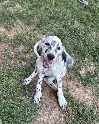 Setter inglese cucciola