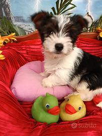 Cuccioli Taglia Molto Piccola Biewer Terrier