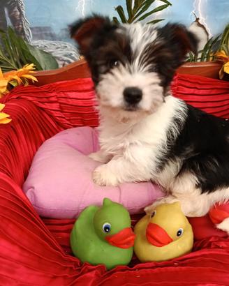 Cuccioli Taglia Molto Piccola Biewer Terrier