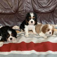 Cavalier King Charles Spaniel