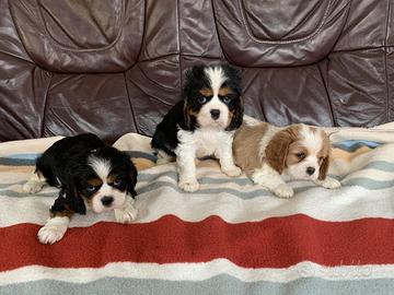 Cavalier King Charles Spaniel