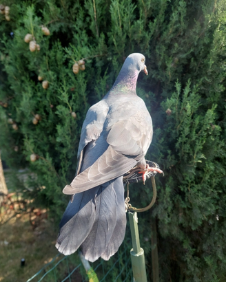 Piccioni rosati