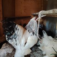Galline ornamentali