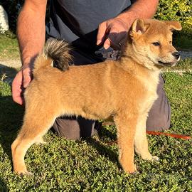 Cuccioli di shiba inu con pedigree
