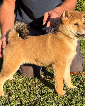Cuccioli di shiba inu con pedigree