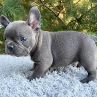 Cuccioli bulldog francese maschietti e femminucce