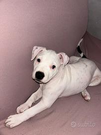 American Staffordshire terrier