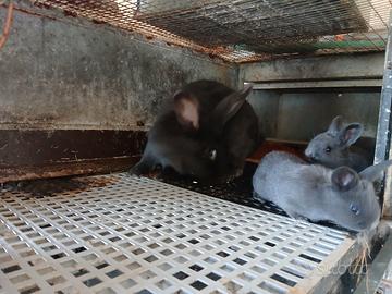 Conigli blu di Vienna