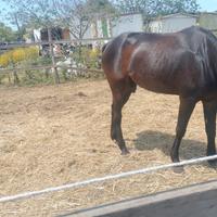 Cavallo