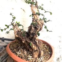 Bonsai olivastro
