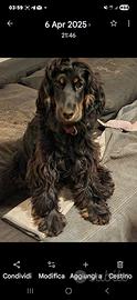 Cocker spaniel focato femmina