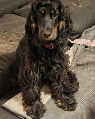 Cocker spaniel focato femmina