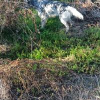 Setter inglese femmina pronta caccia