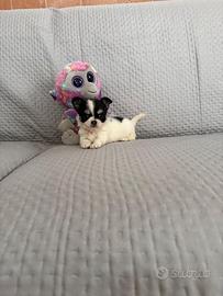 Chihuahua mini toy ipertipica femmina