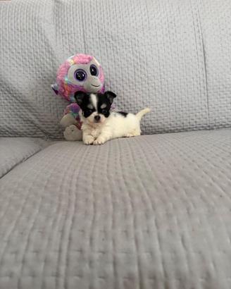 Chihuahua mini toy ipertipica femmina