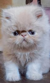 Cuccioli di Gatto Persiano