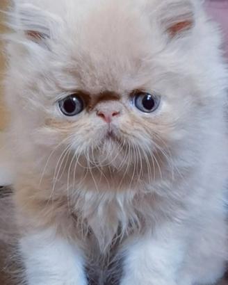 Cuccioli di Gatto Persiano