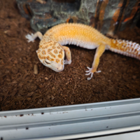Geco leopardino